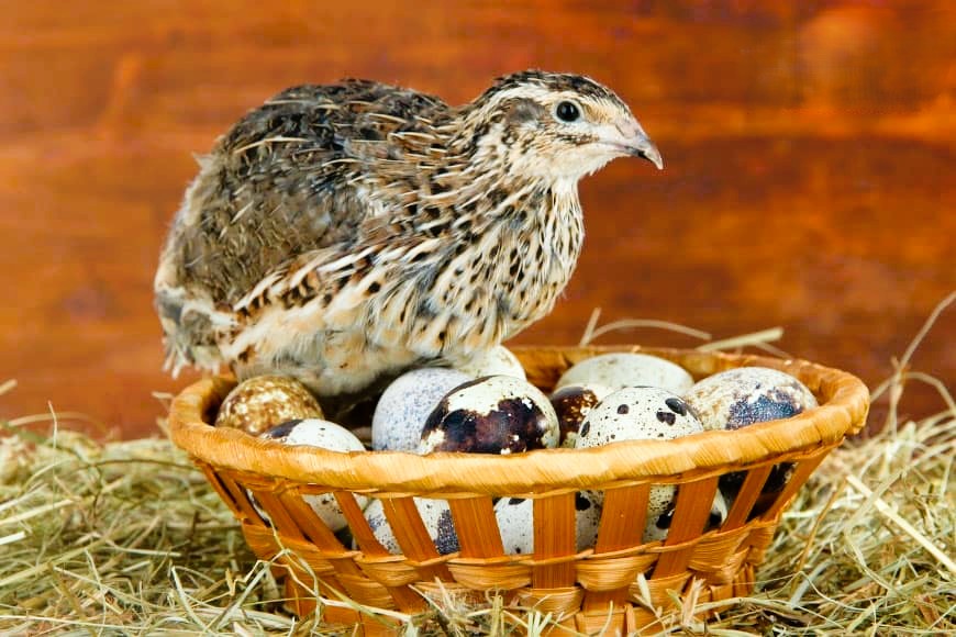 ২০ পিস-কোয়েলের ডিম / Quail Eggs-20 pcs