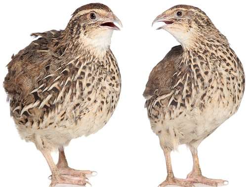 ২ পিস-কোয়েল পাখি / 2 pcs-Quail Birds