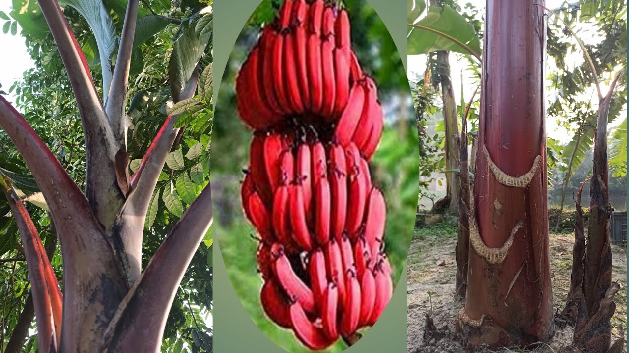 সূর্যমুখী কলা গাছের চারা-প্রতি পিস