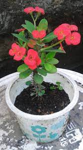 কাঁটা মুকুট ফুল গাছের চারা-প্রতি পিস