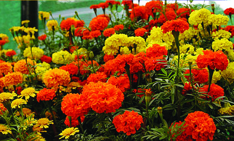 গাদা ফুল গাছের চারা-প্রতি পিস (বিভিন্ন  কালার)