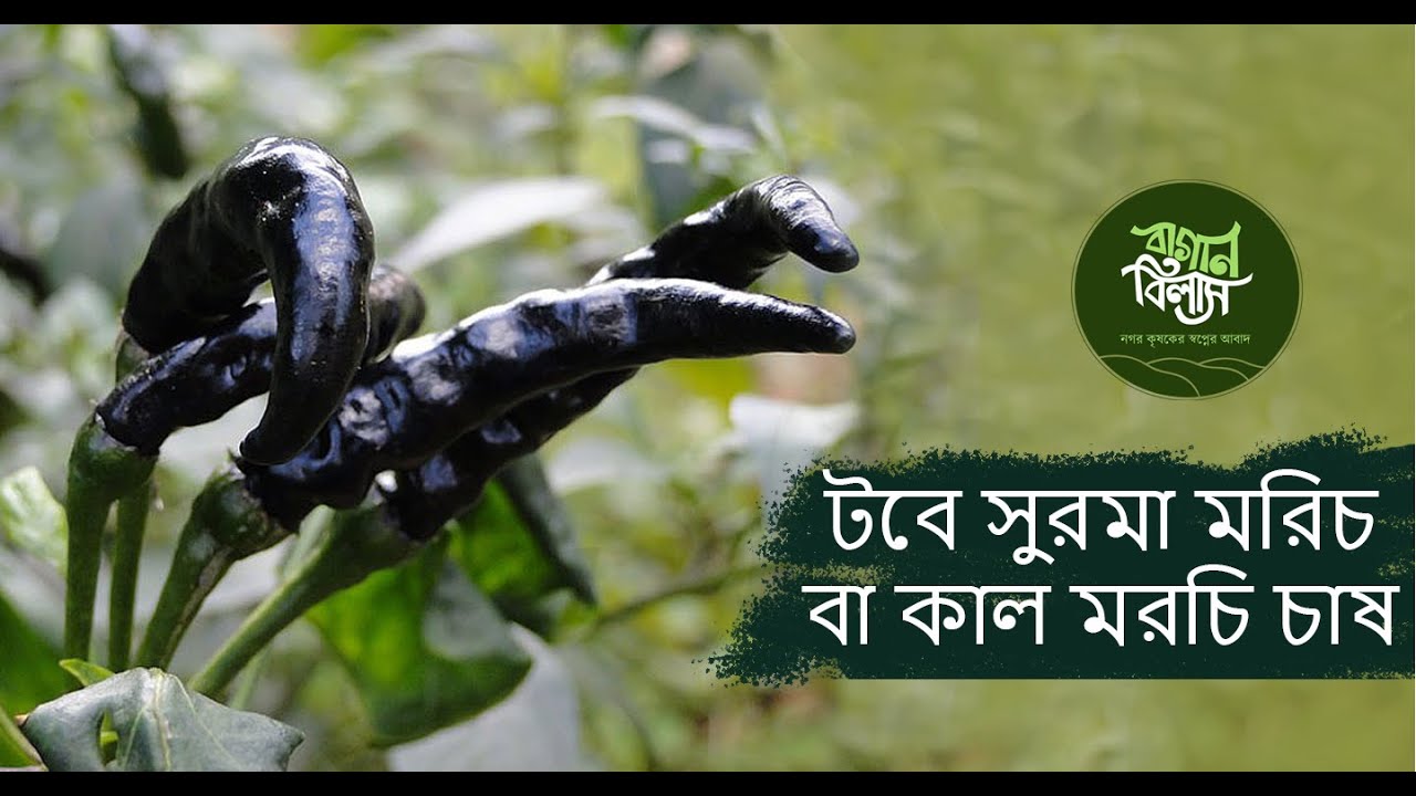 সুরমা মরিচ গাছের চারা-প্রতি পিস