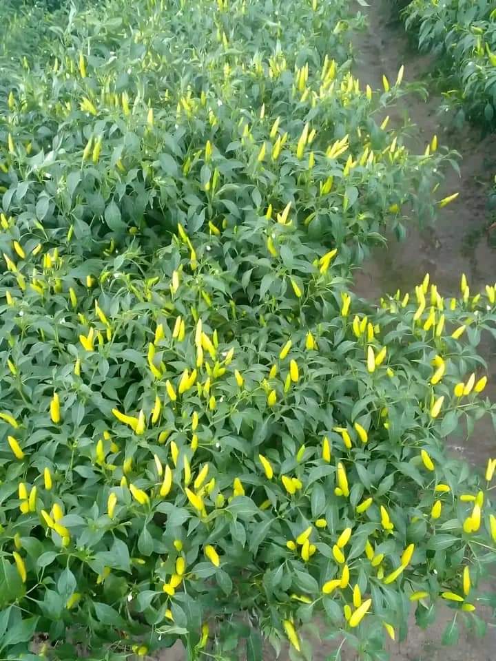 ধানিয়া মরিচ গাছের চারা-প্রতি পিস
